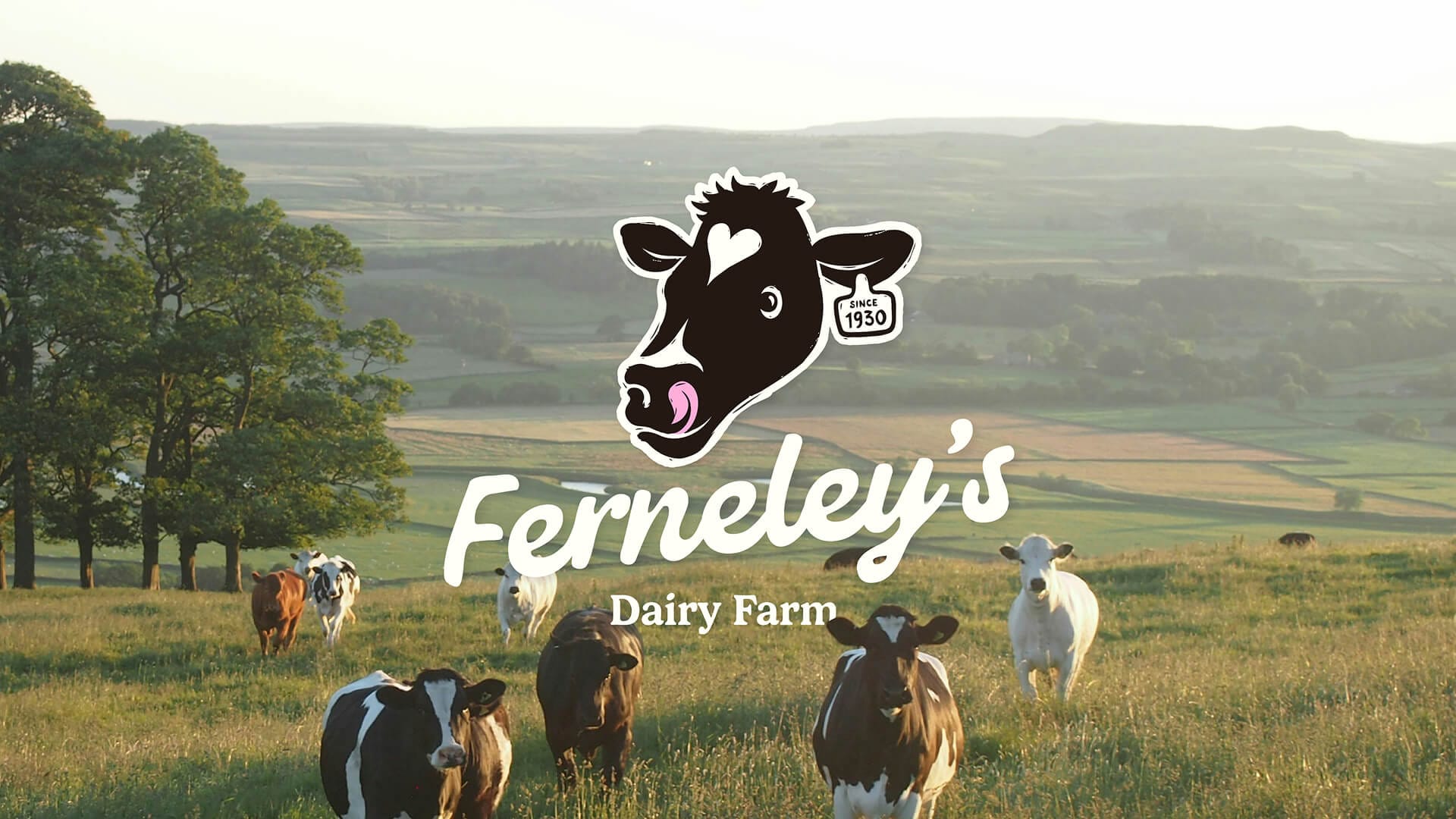Ferneley's Dairy Farm logo design on pasture photography, by On Poynt Creative